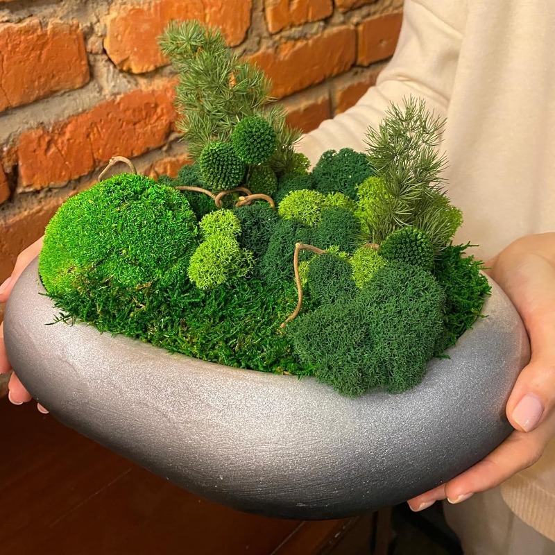 Plantas de Musgo Verde Artific - Sphagnum Moss Dry avaliação e preço